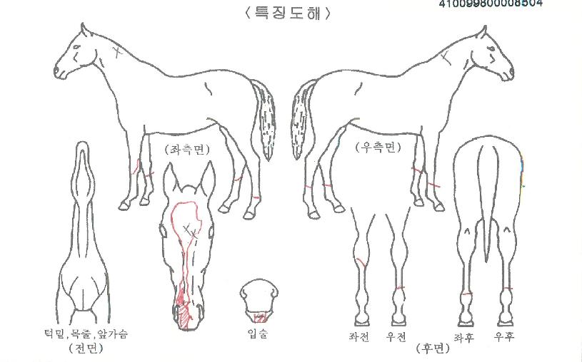 º£°¡Å·ÀÇ Ãø¸é,¿ì¸é,µÞ¸é,µÎ»ó,´Ù¸®ÀÇ Æ¯Â¡µµÇØ