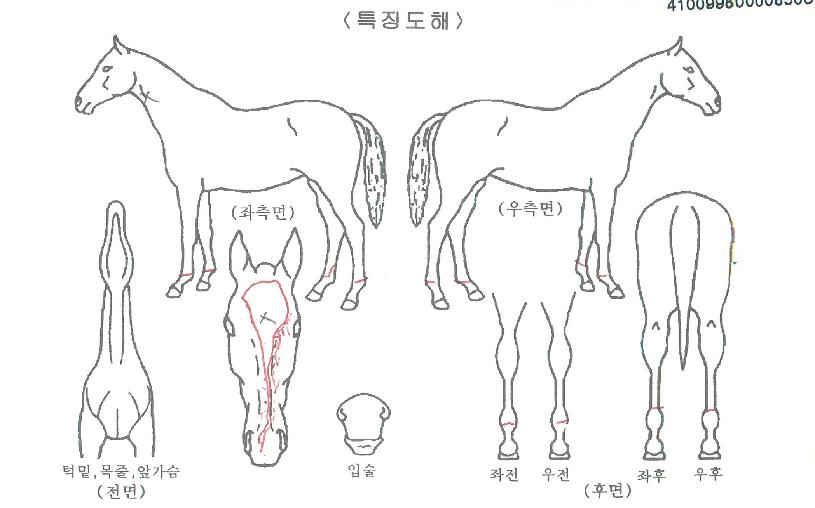 ºñ·ÚÅ·ÀÇ Ãø¸é,¿ì¸é,µÞ¸é,µÎ»ó,´Ù¸®ÀÇ Æ¯Â¡µµÇØ