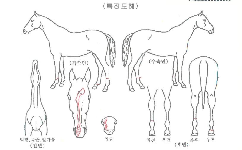 ÆÄÀÌ³ÎÆÄÆ¼ÀÇ Ãø¸é,¿ì¸é,µÞ¸é,µÎ»ó,´Ù¸®ÀÇ Æ¯Â¡µµÇØ
