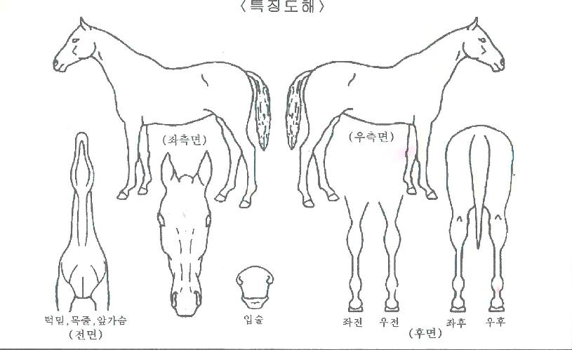 ·±½º¸¶ÀÏÀÇ Ãø¸é,¿ì¸é,µÞ¸é,µÎ»ó,´Ù¸®ÀÇ Æ¯Â¡µµÇØ