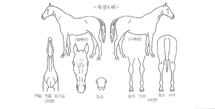¿ìÁÖ¸¢ÀÇ Ãø¸é,¿ì¸é,µÞ¸é,µÎ»ó,´Ù¸®ÀÇ Æ¯Â¡µµÇØ