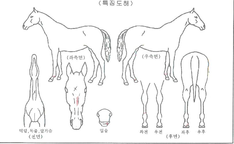 ½º¸¶Æ®¹ë·ùÀÇ Ãø¸é,¿ì¸é,µÞ¸é,µÎ»ó,´Ù¸®ÀÇ Æ¯Â¡µµÇØ