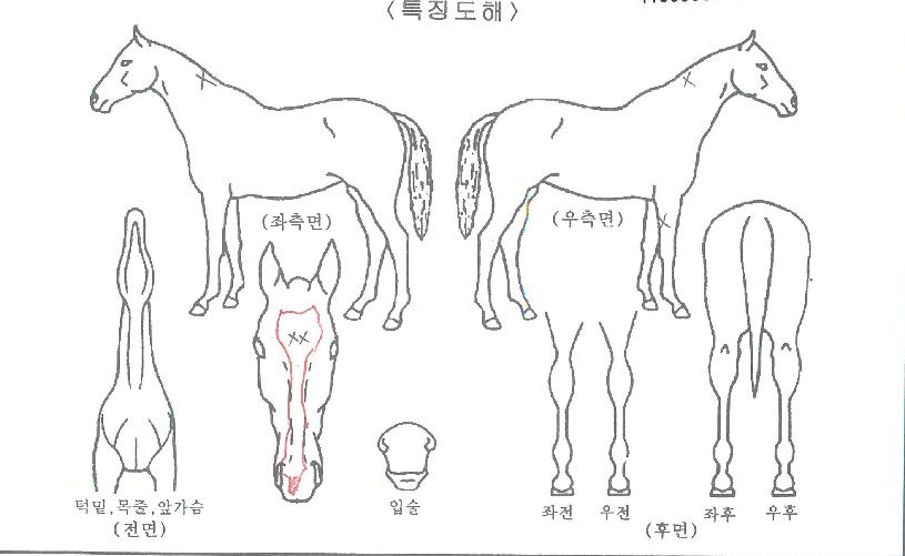 ��°��� ����,���,�޸�,�λ�,�ٸ��� Ư¡����