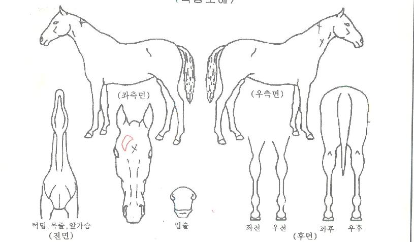 ���̾���Ʈ�� ����,���,�޸�,�λ�,�ٸ��� Ư¡����