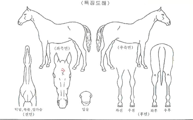 ��Ƽ�Ŀ��� ����,���,�޸�,�λ�,�ٸ��� Ư¡����