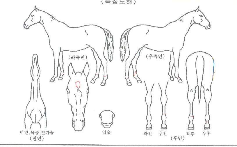 �����������ũ�ڸ��� ����,���,�޸�,�λ�,�ٸ��� Ư¡����