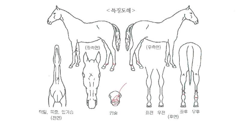 �����÷��� ����,���,�޸�,�λ�,�ٸ��� Ư¡����