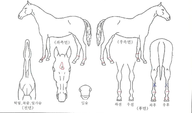 ���������� ����,���,�޸�,�λ�,�ٸ��� Ư¡����