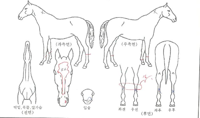 ¹ö´×Æ÷ÀÎÆ®ÀÇ Ãø¸é,¿ì¸é,µÞ¸é,µÎ»ó,´Ù¸®ÀÇ Æ¯Â¡µµÇØ