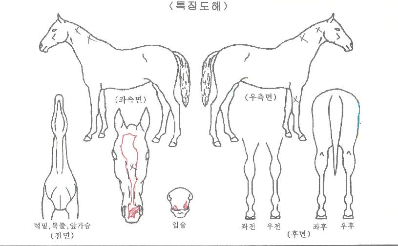 »õ·Ï»õ·ÏÀÇ Ãø¸é,¿ì¸é,µÞ¸é,µÎ»ó,´Ù¸®ÀÇ Æ¯Â¡µµÇØ