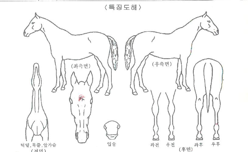 ���̿���Ǯ���� ����,���,�޸�,�λ�,�ٸ��� Ư¡����