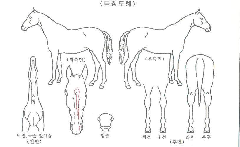 ¹Ì½ºÅÍÈ©½ºÀÇ Ãø¸é,¿ì¸é,µÞ¸é,µÎ»ó,´Ù¸®ÀÇ Æ¯Â¡µµÇØ