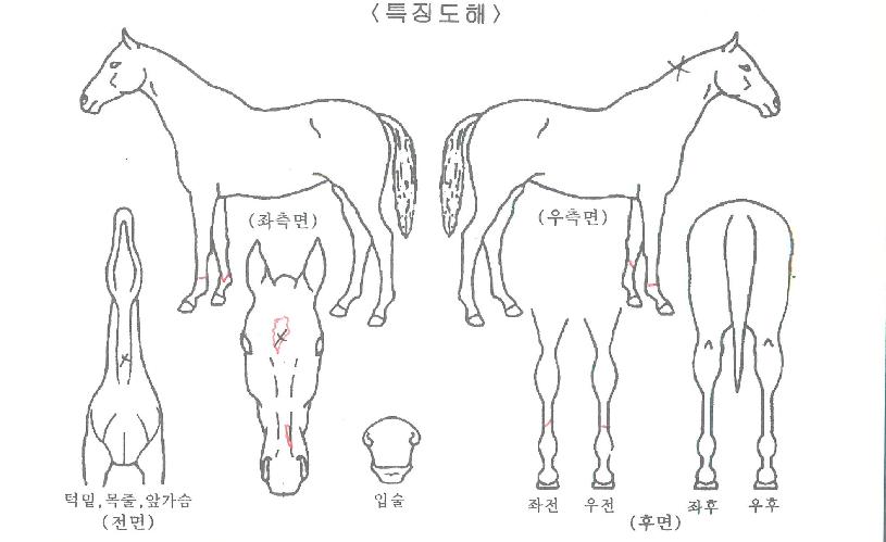 �ް�������ڸ��� ����,���,�޸�,�λ�,�ٸ��� Ư¡����