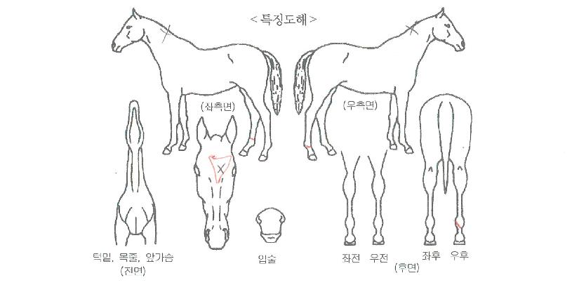 ĸƾ���̽��� ����,���,�޸�,�λ�,�ٸ��� Ư¡����