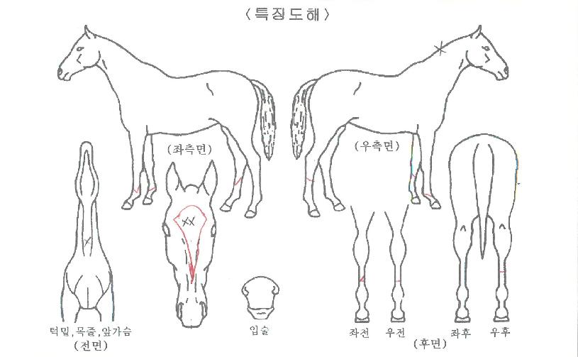 �����мǵ��� ����,���,�޸�,�λ�,�ٸ��� Ư¡����