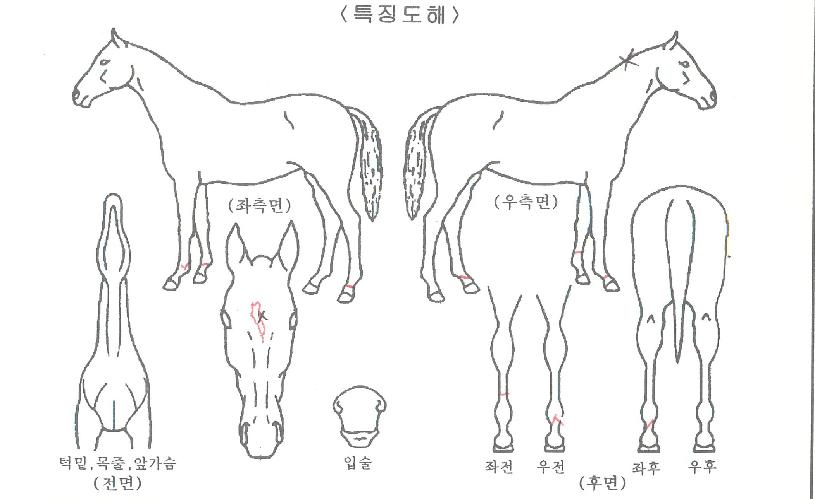 ÄÉÀÌ¿£¿ø´õÇ®ÀÇ Ãø¸é,¿ì¸é,µÞ¸é,µÎ»ó,´Ù¸®ÀÇ Æ¯Â¡µµÇØ