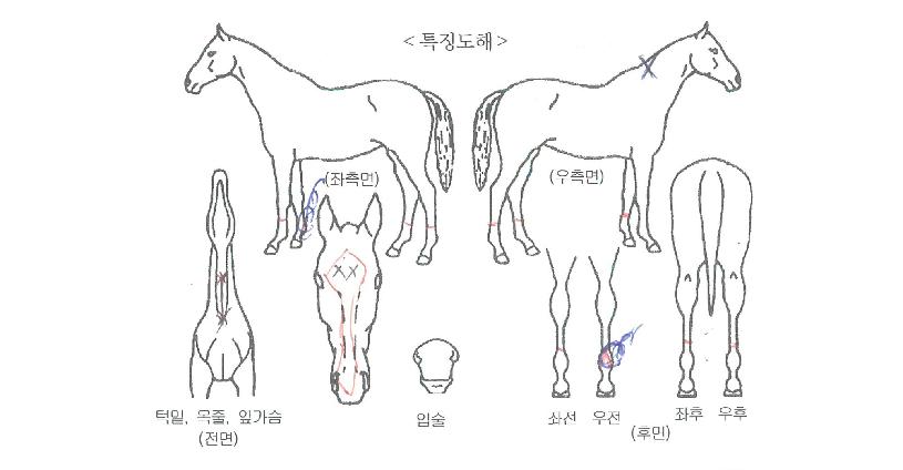 °ñµå¿ÀºêÇÏÆ®ÀÇ Ãø¸é,¿ì¸é,µÞ¸é,µÎ»ó,´Ù¸®ÀÇ Æ¯Â¡µµÇØ