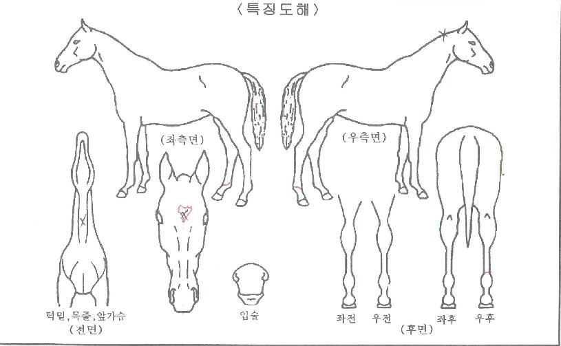 Áøµ¿ÀÇ Ãø¸é,¿ì¸é,µÞ¸é,µÎ»ó,´Ù¸®ÀÇ Æ¯Â¡µµÇØ