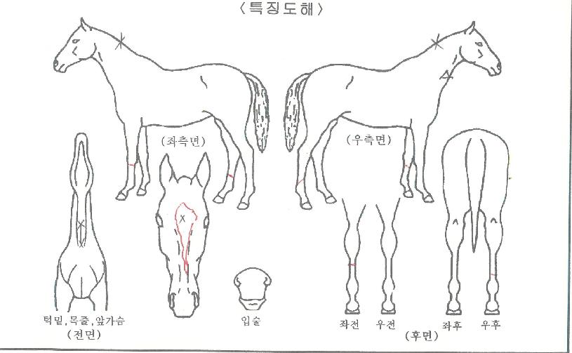 ��ε����� ����,���,�޸�,�λ�,�ٸ��� Ư¡����