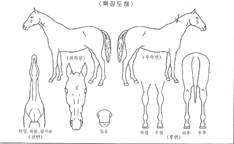 ³«¿ø¿©Á¦ÀÇ Ãø¸é,¿ì¸é,µÞ¸é,µÎ»ó,´Ù¸®ÀÇ Æ¯Â¡µµÇØ