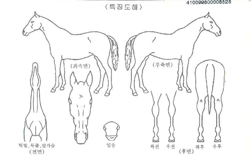 ¿ì½ÂÄýÀÇ Ãø¸é,¿ì¸é,µÞ¸é,µÎ»ó,´Ù¸®ÀÇ Æ¯Â¡µµÇØ