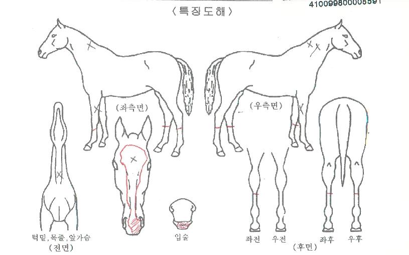 ´ÚÅÍÄܽºÀÇ Ãø¸é,¿ì¸é,µÞ¸é,µÎ»ó,´Ù¸®ÀÇ Æ¯Â¡µµÇØ