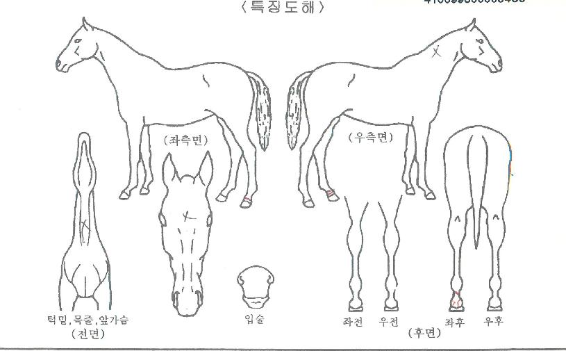 ÆÄÀ̳ο¡À̽ºÀÇ Ãø¸é,¿ì¸é,µÞ¸é,µÎ»ó,´Ù¸®ÀÇ Æ¯Â¡µµÇØ