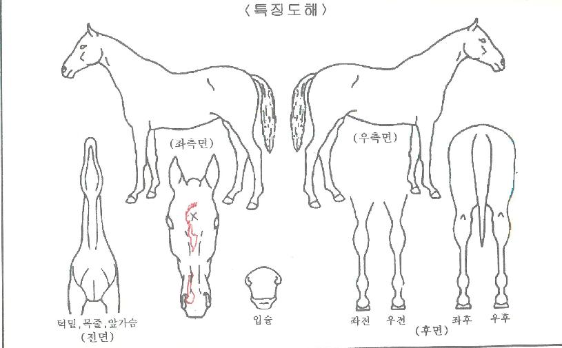 ´ÙÀ̳ª¹Í·¯½ÃÀÇ Ãø¸é,¿ì¸é,µÞ¸é,µÎ»ó,´Ù¸®ÀÇ Æ¯Â¡µµÇØ