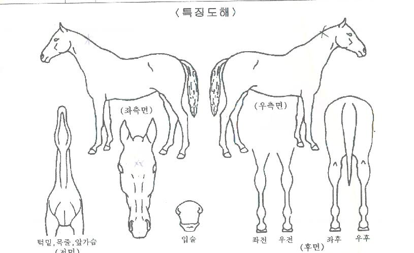 ¼º»êµ¥ÀÌÀÇ Ãø¸é,¿ì¸é,µÞ¸é,µÎ»ó,´Ù¸®ÀÇ Æ¯Â¡µµÇØ