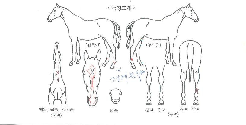 èÇǾðÇåÅÍÀÇ Ãø¸é,¿ì¸é,µÞ¸é,µÎ»ó,´Ù¸®ÀÇ Æ¯Â¡µµÇØ