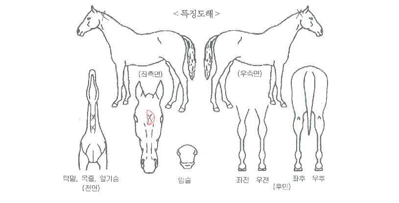 ¼¾ÅÍÆ÷¿öµåÀÇ Ãø¸é,¿ì¸é,µÞ¸é,µÎ»ó,´Ù¸®ÀÇ Æ¯Â¡µµÇØ