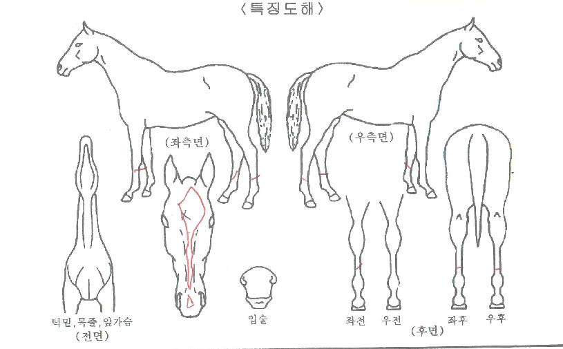 ¿¡ÄÚ·¯½ÃÀÇ Ãø¸é,¿ì¸é,µÞ¸é,µÎ»ó,´Ù¸®ÀÇ Æ¯Â¡µµÇØ