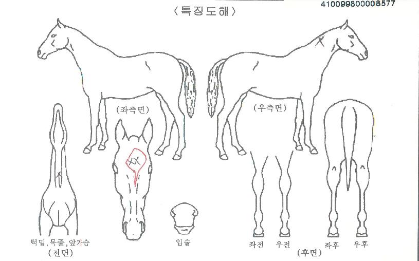 »çÀ̸մÙÀÓÀÇ Ãø¸é,¿ì¸é,µÞ¸é,µÎ»ó,´Ù¸®ÀÇ Æ¯Â¡µµÇØ