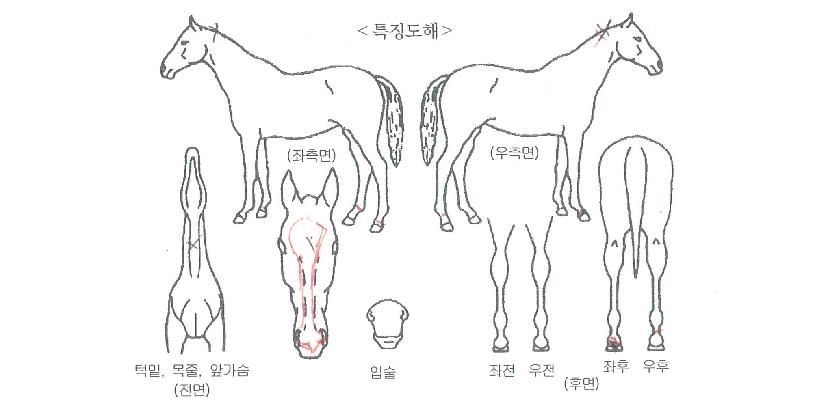 Æ®·çÀÇ Ãø¸é,¿ì¸é,µÞ¸é,µÎ»ó,´Ù¸®ÀÇ Æ¯Â¡µµÇØ