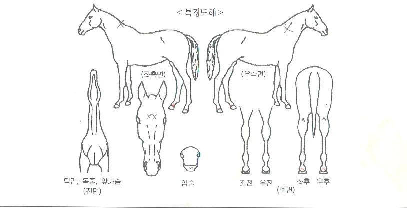 ´õÄ«¸®½º¸¶¿øÀÇ Ãø¸é,¿ì¸é,µÞ¸é,µÎ»ó,´Ù¸®ÀÇ Æ¯Â¡µµÇØ