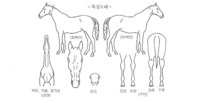 ´õÄ«¸®½º¸¶ÄýÀÇ Ãø¸é,¿ì¸é,µÞ¸é,µÎ»ó,´Ù¸®ÀÇ Æ¯Â¡µµÇØ