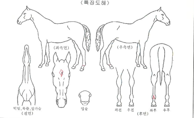 ¾Æµ¨ÃÖ°íÀÇ Ãø¸é,¿ì¸é,µÞ¸é,µÎ»ó,´Ù¸®ÀÇ Æ¯Â¡µµÇØ