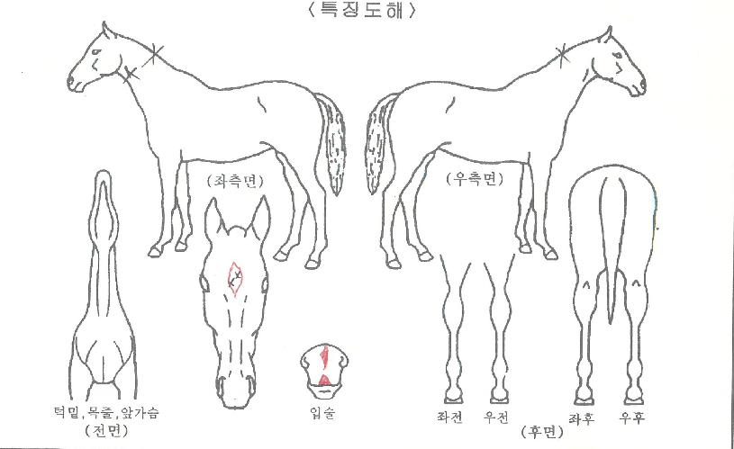 ¹è´Ù¸®°È£ÀÇ Ãø¸é,¿ì¸é,µÞ¸é,µÎ»ó,´Ù¸®ÀÇ Æ¯Â¡µµÇØ