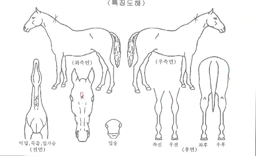 ÇÁ·»Ä¡³»´ÏÀÚ¸¶ÀÇ Ãø¸é,¿ì¸é,µÞ¸é,µÎ»ó,´Ù¸®ÀÇ Æ¯Â¡µµÇØ