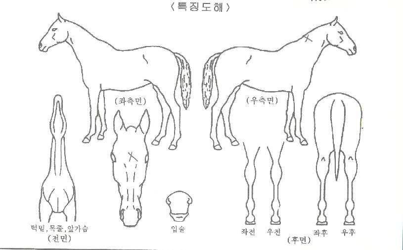 ¼¨µµ¿ìÄýÀÇ Ãø¸é,¿ì¸é,µÞ¸é,µÎ»ó,´Ù¸®ÀÇ Æ¯Â¡µµÇØ