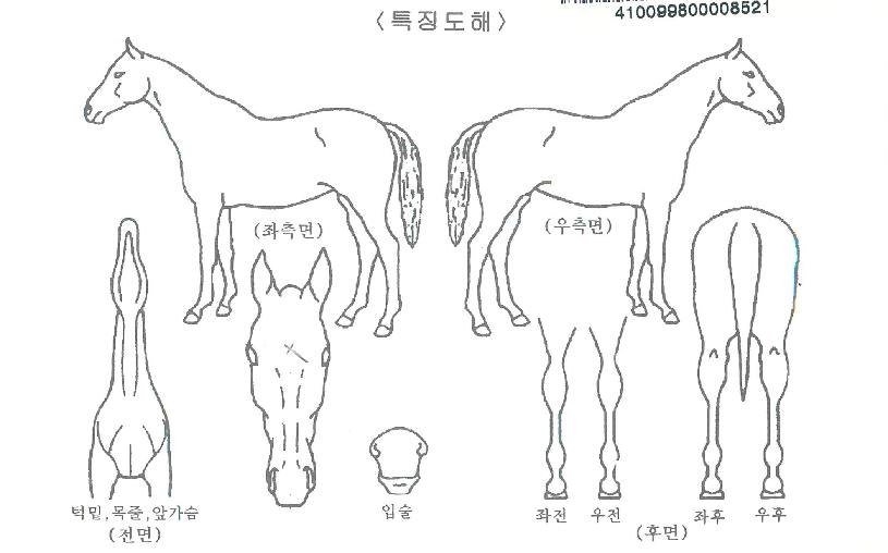 ¹è´Ù¸®È²ÈÄÀÇ Ãø¸é,¿ì¸é,µÞ¸é,µÎ»ó,´Ù¸®ÀÇ Æ¯Â¡µµÇØ