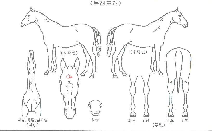 ����Ǯ������ ����,���,�޸�,�λ�,�ٸ��� Ư¡����