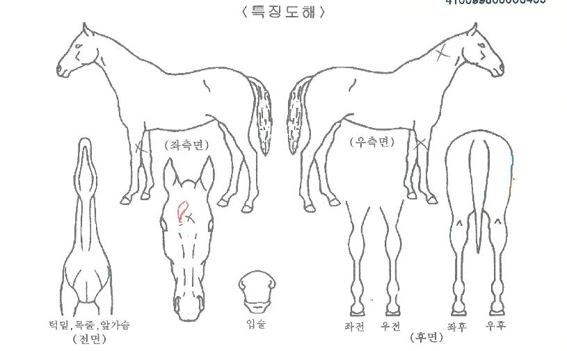 ±Ý¾Æ¹Ù´ÏÀÇ Ãø¸é,¿ì¸é,µÞ¸é,µÎ»ó,´Ù¸®ÀÇ Æ¯Â¡µµÇØ