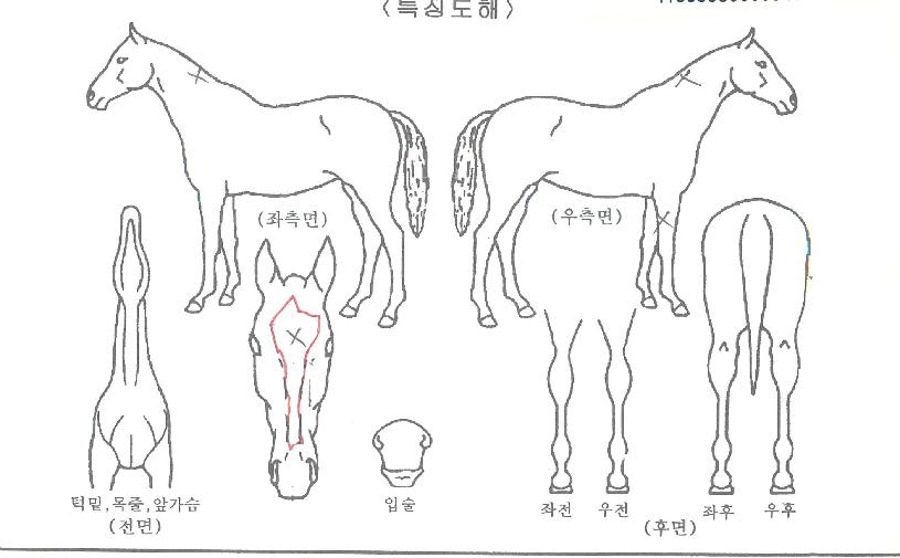 ·±´øÈ÷Æ®ÀÇ Ãø¸é,¿ì¸é,µÞ¸é,µÎ»ó,´Ù¸®ÀÇ Æ¯Â¡µµÇØ