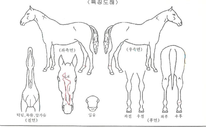 ·¹¸óÆÝÄ¡ÀÚ¸¶ÀÇ Ãø¸é,¿ì¸é,µÞ¸é,µÎ»ó,´Ù¸®ÀÇ Æ¯Â¡µµÇØ