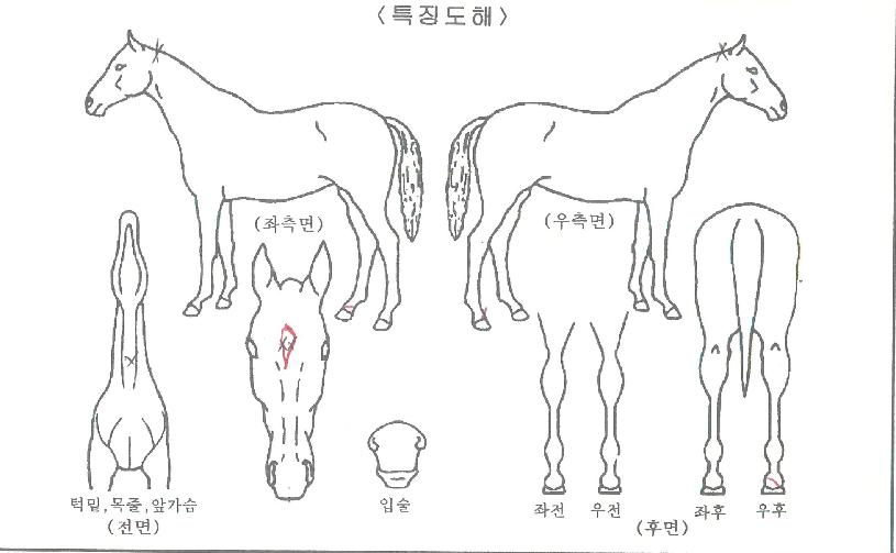 ¹Ù¶÷ÀÇÈûÀÚ¸¶ÀÇ Ãø¸é,¿ì¸é,µÞ¸é,µÎ»ó,´Ù¸®ÀÇ Æ¯Â¡µµÇØ