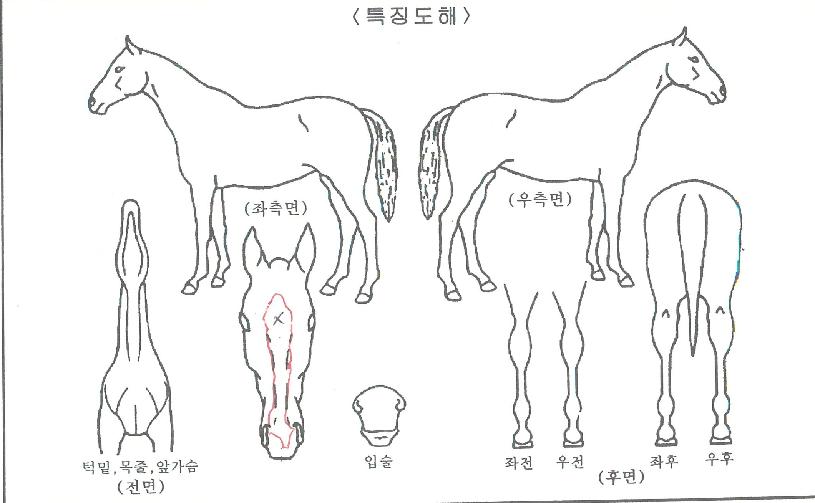 ���̽��ε��� ����,���,�޸�,�λ�,�ٸ��� Ư¡����