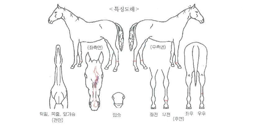 ¶óÀÌ·±ÀÚ¸¶ÀÇ Ãø¸é,¿ì¸é,µÞ¸é,µÎ»ó,´Ù¸®ÀÇ Æ¯Â¡µµÇØ