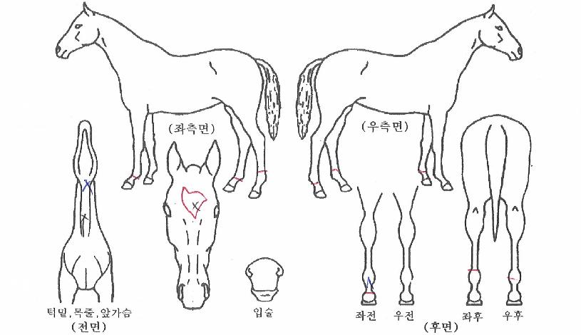 ´çÂù¹Ù¶÷ÀÇ Ãø¸é,¿ì¸é,µÞ¸é,µÎ»ó,´Ù¸®ÀÇ Æ¯Â¡µµÇØ