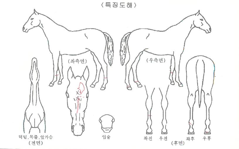 �̽�Ʈ���� ����,���,�޸�,�λ�,�ٸ��� Ư¡����